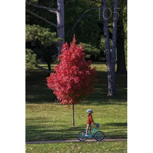 105 Meadowlark Reader: Bicycle Stories
